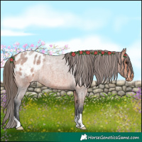Horse Color:Bay Roan Appaloosa 