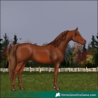 Horse Color:Chestnut 