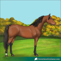 Horse Color:Bay 