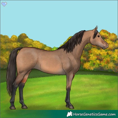 Horse Color:Bay Dun 
