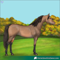 Horse Color:Bay Dun