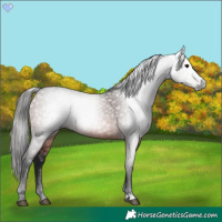 Horse Color:Gray Bay 