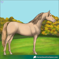 Horse Color:Gold Champagne