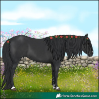 Horse Color:Black 