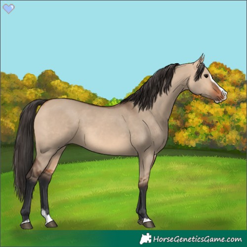 Horse Color:Bay Dun Splash