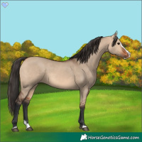 Horse Color:Bay Dun Splash 