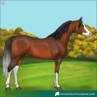 Horse Color:Bay Splash 