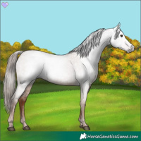Horse Color:Gray Red Dun Roan 