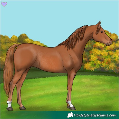 Horse Color:Chestnut Rabicano 