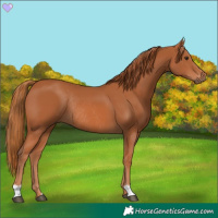 Horse Color:Chestnut Rabicano