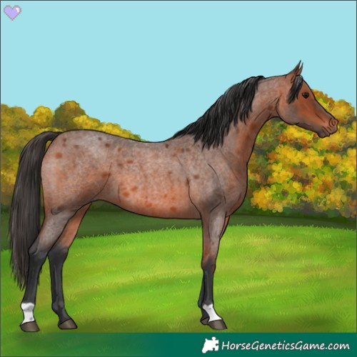Horse Color:Bay Roan 