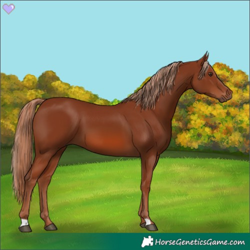 Horse Color:Chestnut 