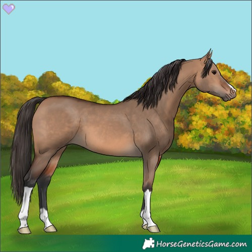 Horse Color:Bay Dun 