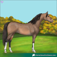 Horse Color:Bay Dun