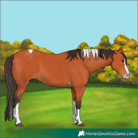 Horse Color:Bay Splash Tobiano