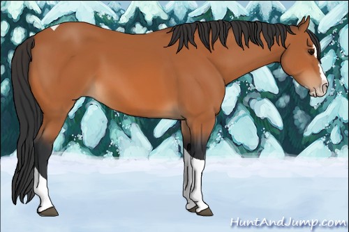 Horse Color:Bay Splash Tobiano