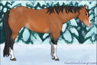 Horse Color:Bay Splash Tobiano 