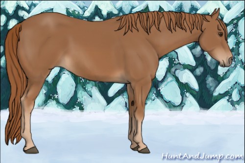 Horse Color:Chestnut 