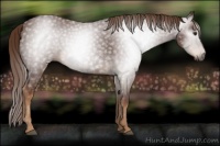 Horse Color:Gray Chestnut 