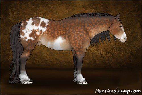 Horse Color:White Spotted Buckskin Sabino Frame Appaloosa 