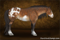Horse Color:White Spotted Buckskin Sabino Frame Appaloosa 