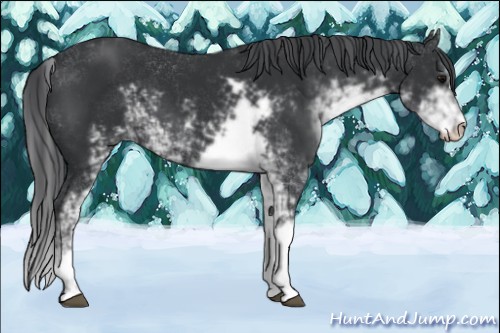 Horse Color:Black Sabino 