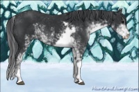 Horse Color:Black Sabino 