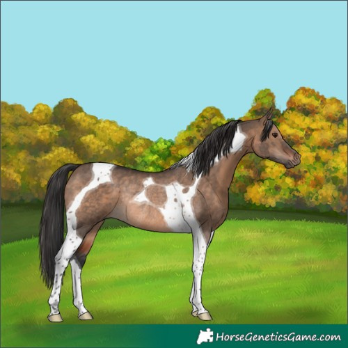 Horse Color:Brown Dun Tobiano Rabicano 