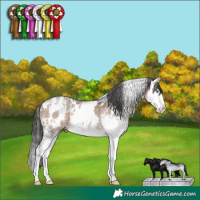 Horse Color:White Spotted Brown Sabino Splash Rabicano 