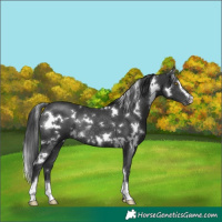 Horse Color:White Spotted Black Sabino Rabicano 