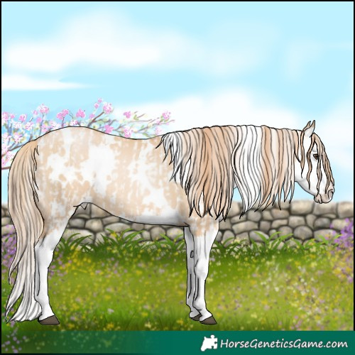 Horse Color:Liver Red Dun Appaloosa and White Spotted Red Dun Pearl Splash