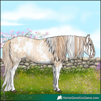Horse Color:Liver Red Dun Appaloosa  and White Spotted Red Dun Pearl Splash 
