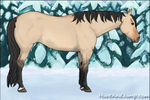 Horse Color:Bay Roan Dun