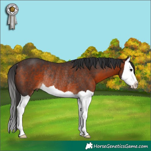 Horse Color:Brown Splash Rabicano 