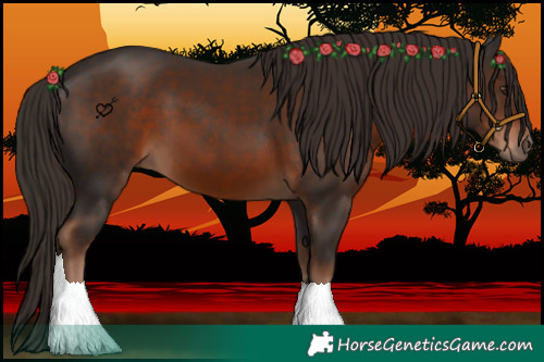 Horse Color:Liver Chestnut 
