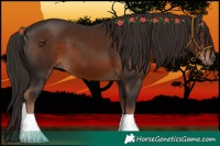 Horse Color:Liver Chestnut 