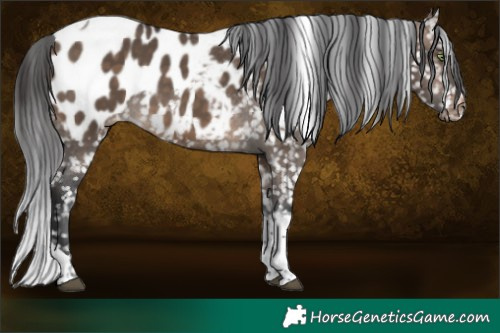 Horse Color:Brown Dun Sabino Tobiano Near Leopard 