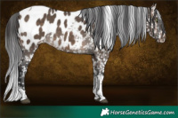 Horse Color:Brown Dun Sabino Tobiano Near Leopard 