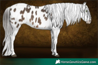 Horse Color:Brown Dun Sabino Tobiano Appaloosa