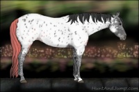 Horse Color:Black Ice Near Leopard