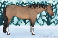 Horse Color:Bay Dun