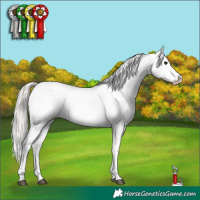 Horse Color:White Spotted Silver Grullo Appaloosa Rabicano Brindle 