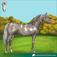 Horse Color:White Spotted Silver Grullo Brindle 
