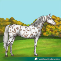 Horse Color:White Spotted Silver Grullo Appaloosa Rabicano Brindle 