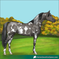 Horse Color:White Spotted Grullo Rabicano Brindle 