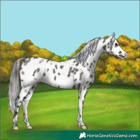 Horse Color:White Spotted Grullo Appaloosa Brindle