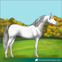 Horse Color:White Spotted Grullo Sabino Appaloosa Brindle 