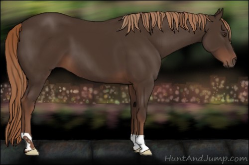 Horse Color:Liver Chestnut