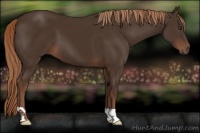 Horse Color:Liver Chestnut 