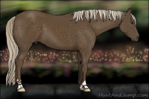 Horse Color:Chocolate Palomino 